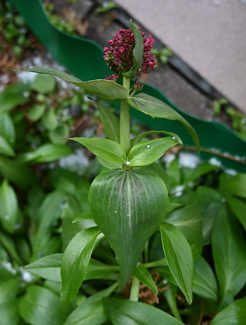 Изображение особи Centranthus ruber.