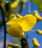 Laburnum anagyroides. Цветок. Крым, окр. г. Судак, с.-в. склон горы Перчем, обочина грунтовой дороги. 23.04.2025.