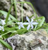 Scilla morrisii. Верхушка соцветия. Республика Кипр, мыс Акама, бани Афродиты, на выступе скалы. 22.02.2026.