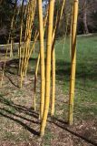 Phyllostachys aurea. Нижние части побегов. Краснодарский край, Сочи, Адлерский р-н, парк \"Южные культуры\", в культуре. 20 февраля 2026 г.