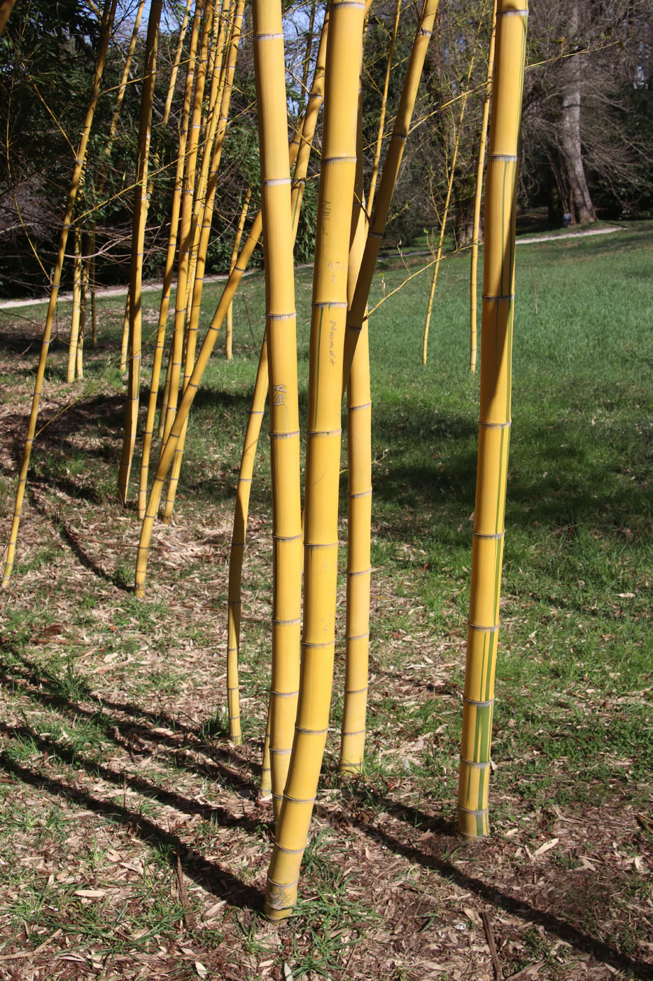 Изображение особи Phyllostachys aurea.