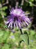 Centaurea jacea