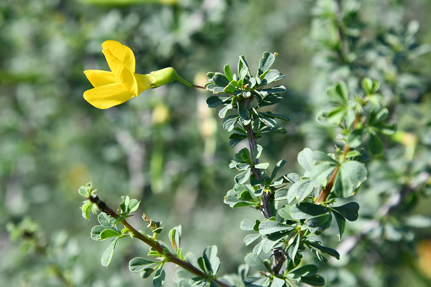 Image of genus Caragana specimen.