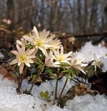 Anemone raddeana. Цветущие растения. Южное Приморье, Чёрные горы, заповедник \"Кедровая падь\". 07.04.2007.