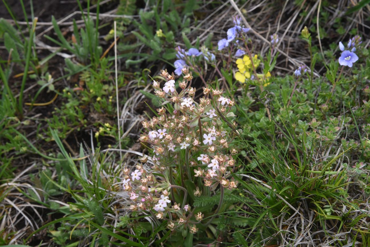Изображение особи Неопознанный вид.
