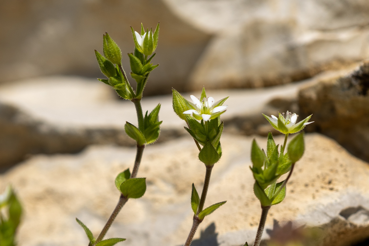 Изображение особи Arenaria serpyllifolia.