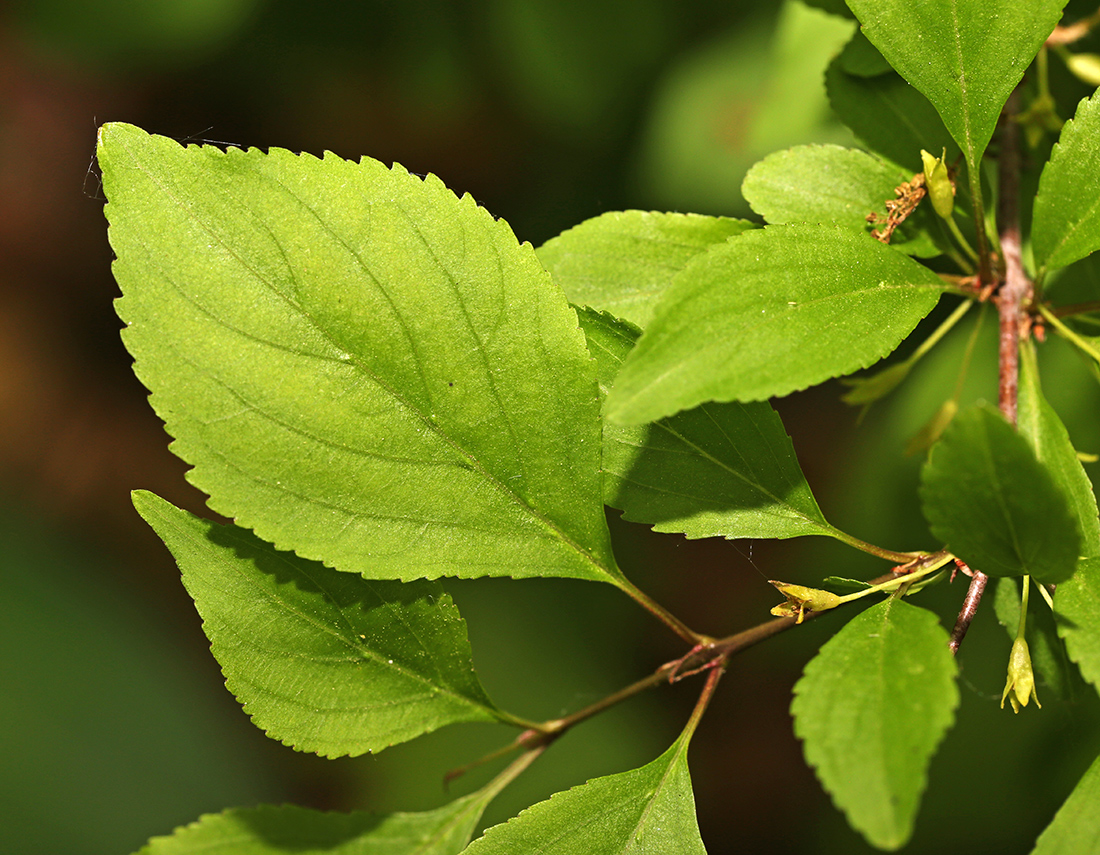 Изображение особи Rhamnus diamantiaca.