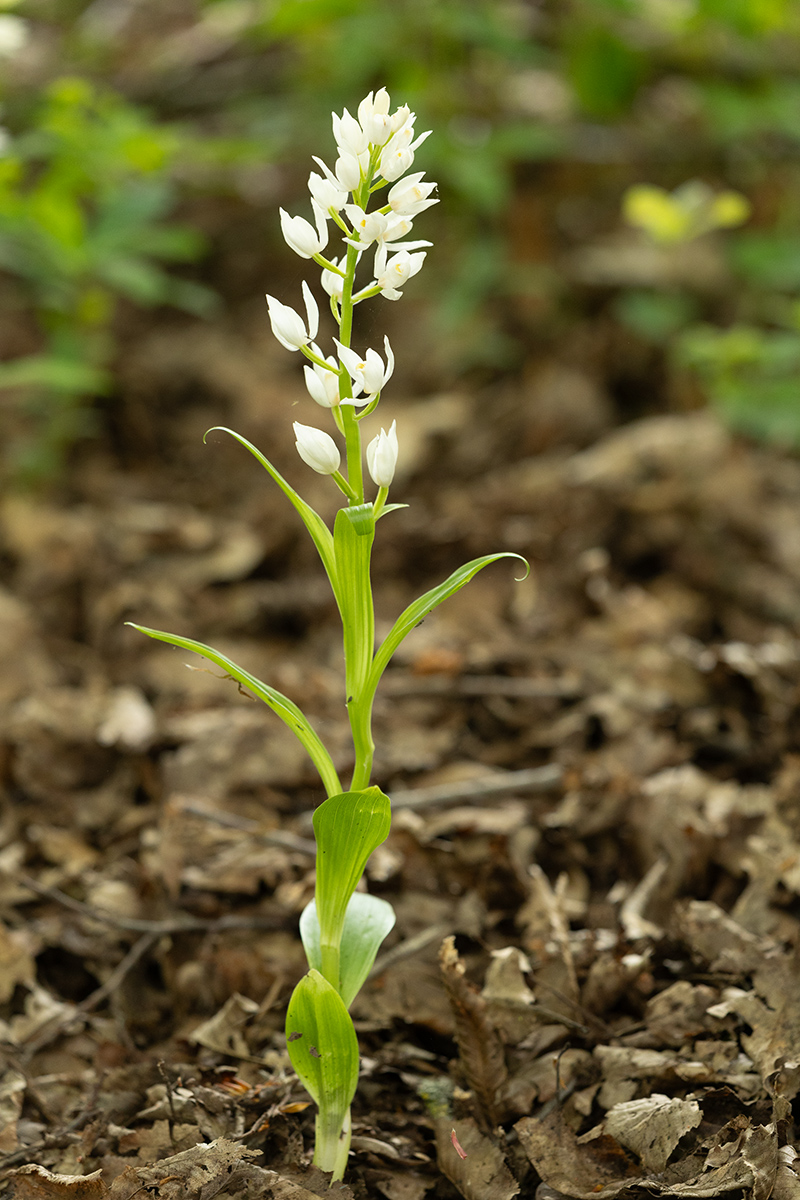 Image of Cephalanthera longifolia specimen.
