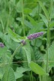 Betonica officinalis