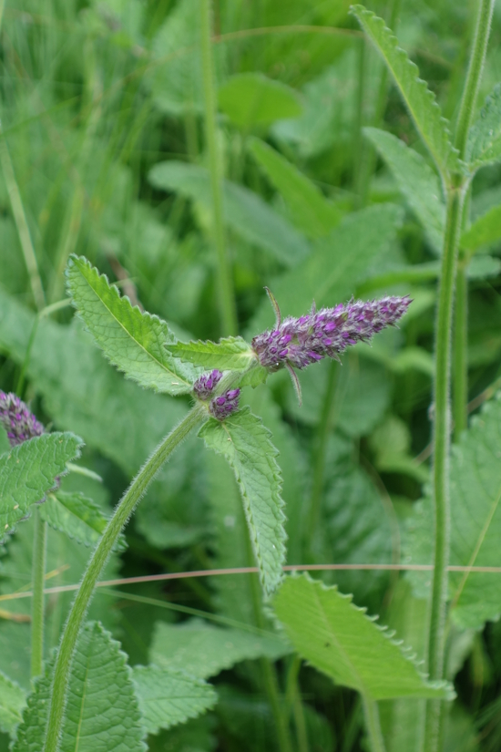 Image of Betonica officinalis specimen.