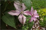 Clematis × jackmanii