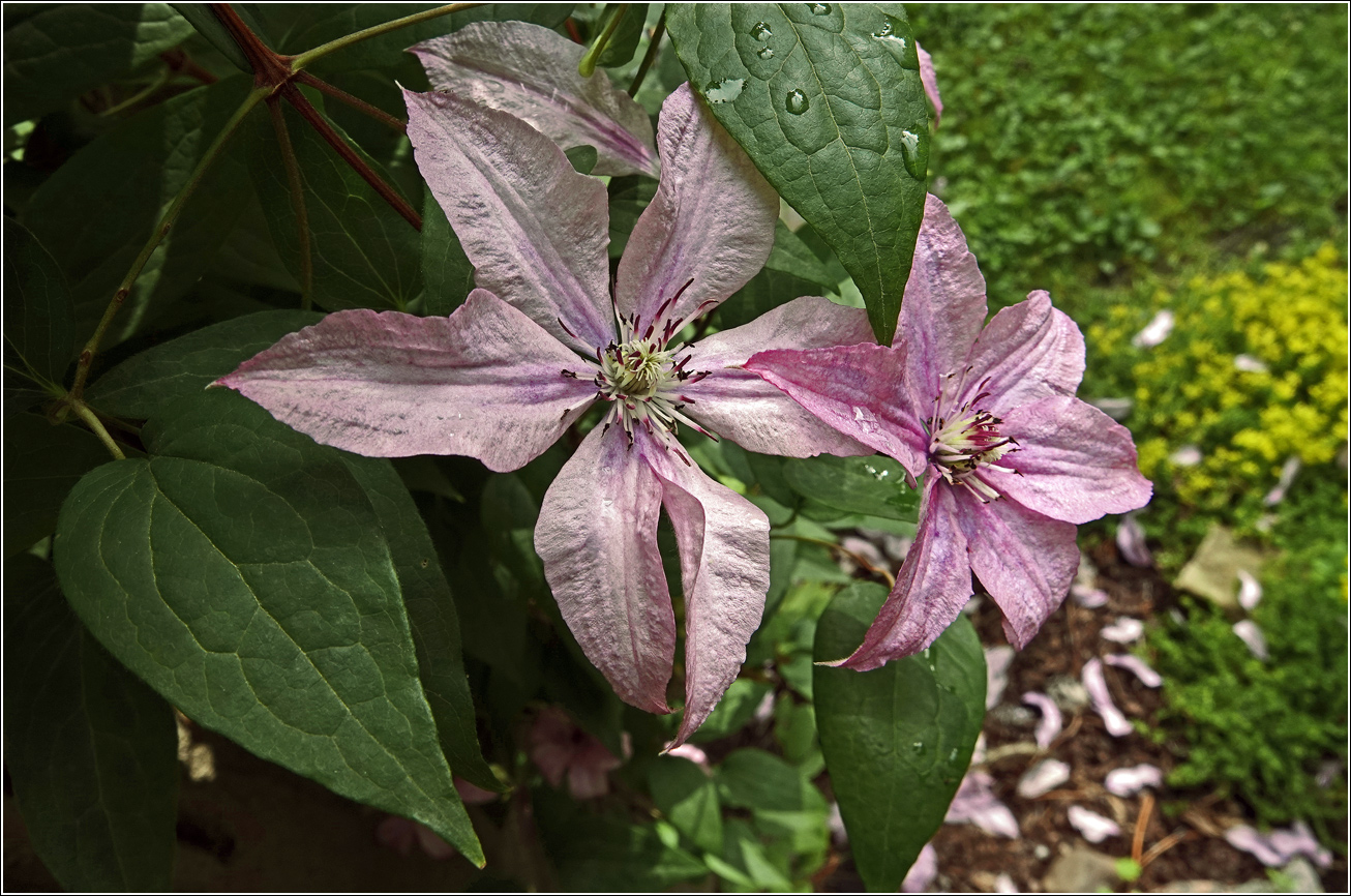 Image of Clematis × jackmanii specimen.