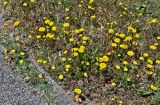 Leontodon taraxacoides