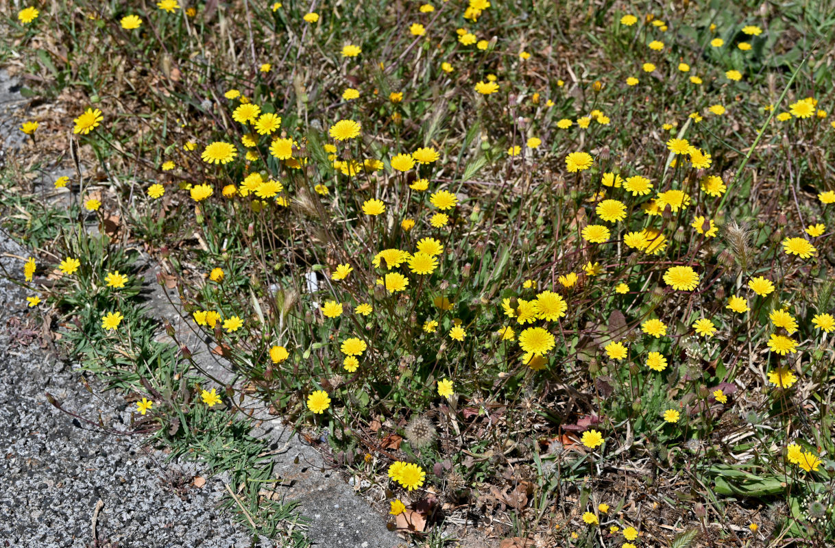Image of Leontodon saxatilis specimen.