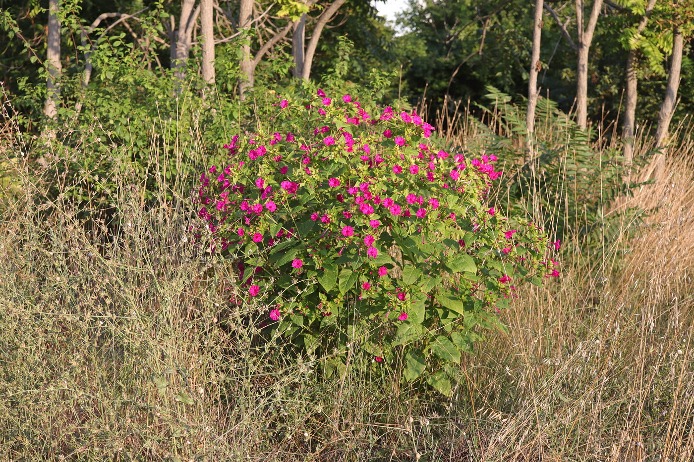 Изображение особи Mirabilis jalapa.
