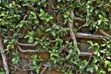 Смотреть изображение Ficus pumila