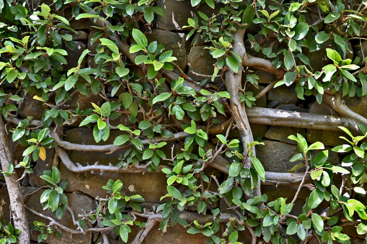 Изображение особи Ficus pumila.
