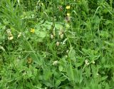 unknown species. Верхушка плодоносящего (?) растения. Турция, ил Артвин, окр. дер. Кашикли, склон, который спускается к р. Корпусу от мечети, луг. 12 июня 2026 г.