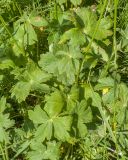 род Astrantia