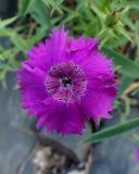 Смотреть изображение Dianthus chinensis