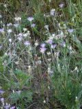 Xeranthemum annuum. Цветки. Республика Молдова, муниципалитет Кишинёв, г. Кодру, пустырь. 1 августа 2026 г.