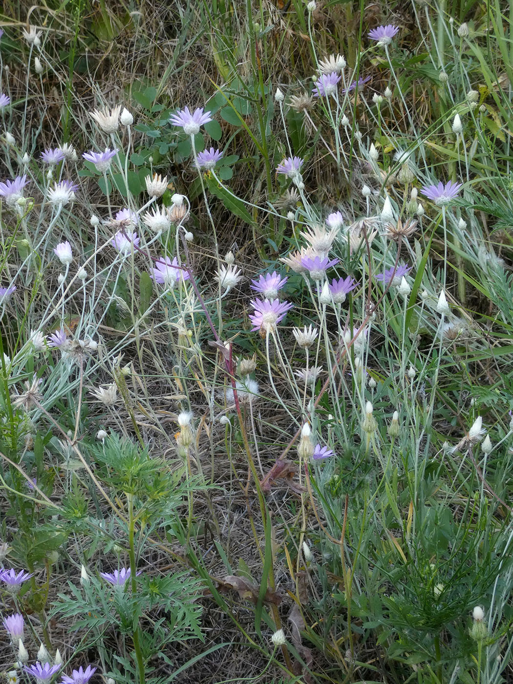 Image of Xeranthemum annuum specimen.
