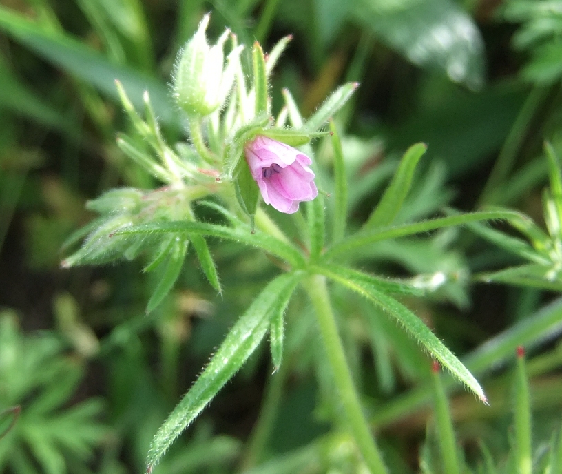 Изображение особи Geranium dissectum.