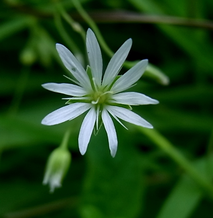 Image of Stellaria graminea specimen.