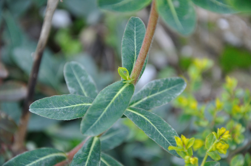 Изображение особи род Euphorbia.