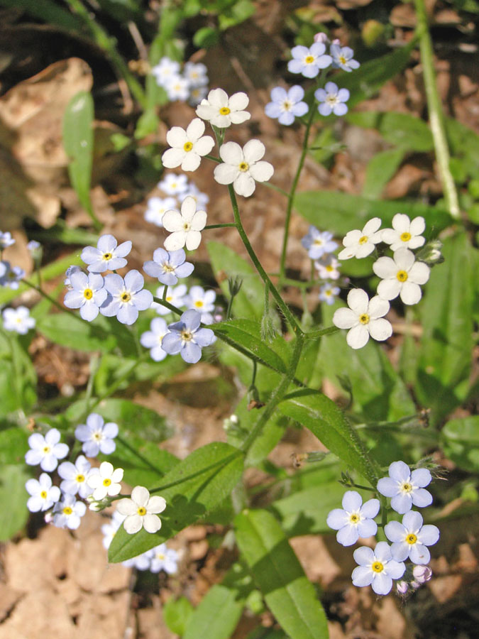 Image of Myosotis sylvatica specimen.