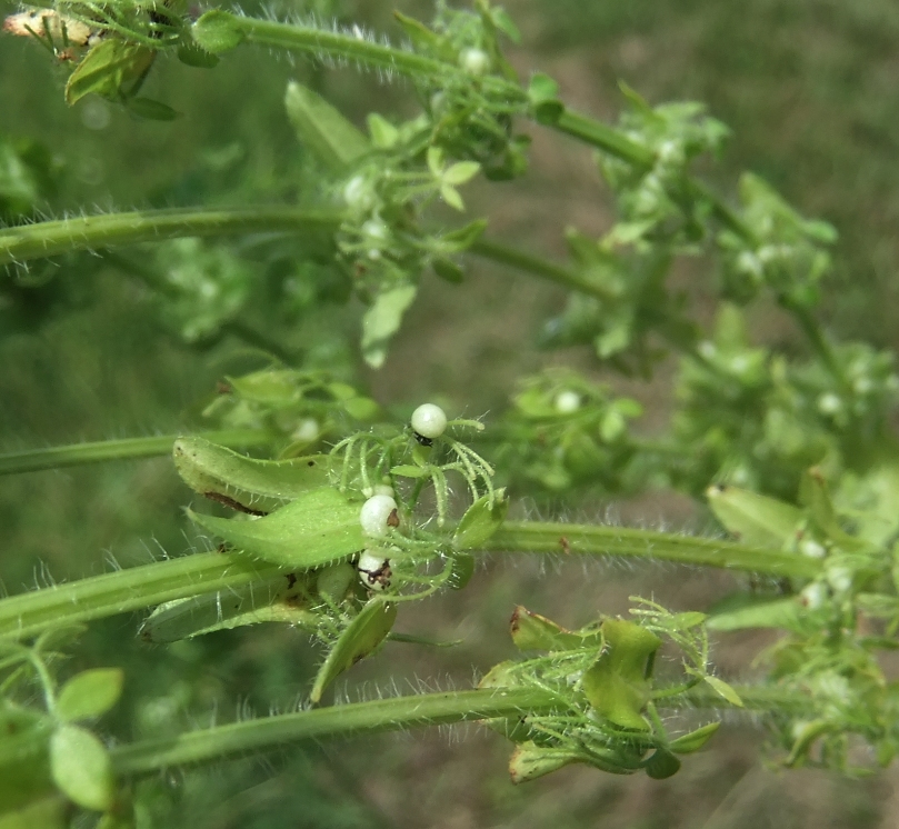 Image of Cruciata laevipes specimen.