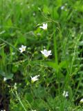 Linum catharticum. Соцветия. Горный Крым, Тырке яйла. 20 июня 2011 г.