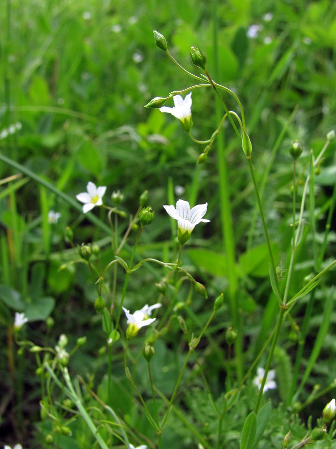 Изображение особи Linum catharticum.