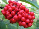 Sambucus racemosa