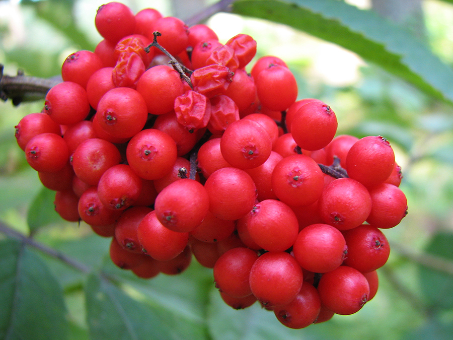 Изображение особи Sambucus racemosa.