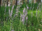 Campanula bononiensis