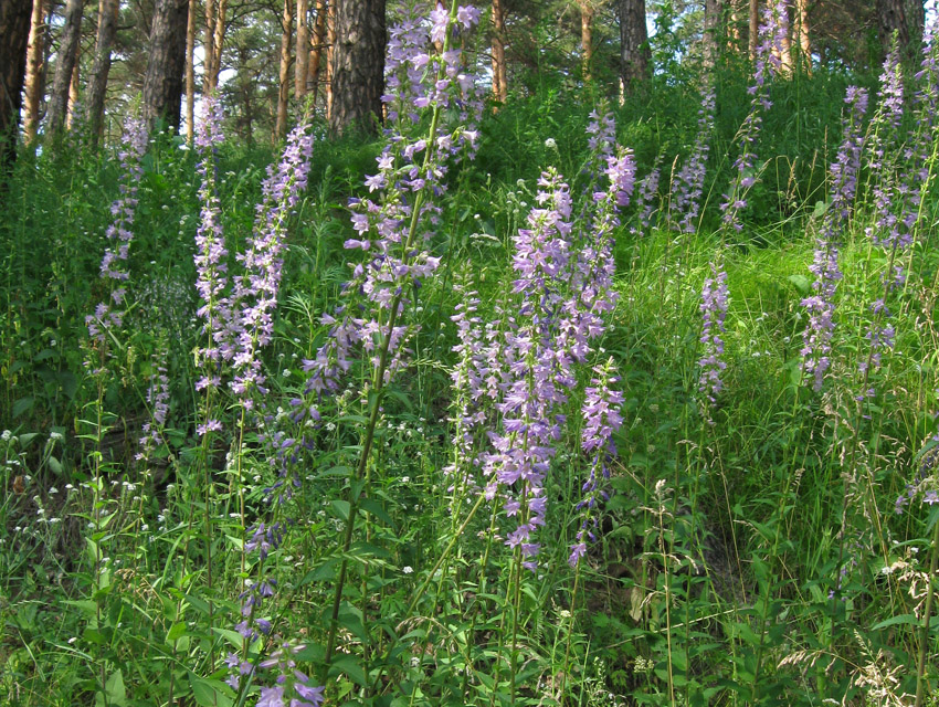 Изображение особи Campanula bononiensis.