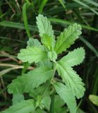 Teucrium scordium. Верхушка вегетативного побега. Украина, Донецкая обл., Славянский р-н, окр. с. Богородичное. 30.07.2011.