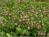 Trifolium hybridum. Цветущие растения. Чувашия, г. Шумерля, старая узкоколейка. 19 августа 2011 г.