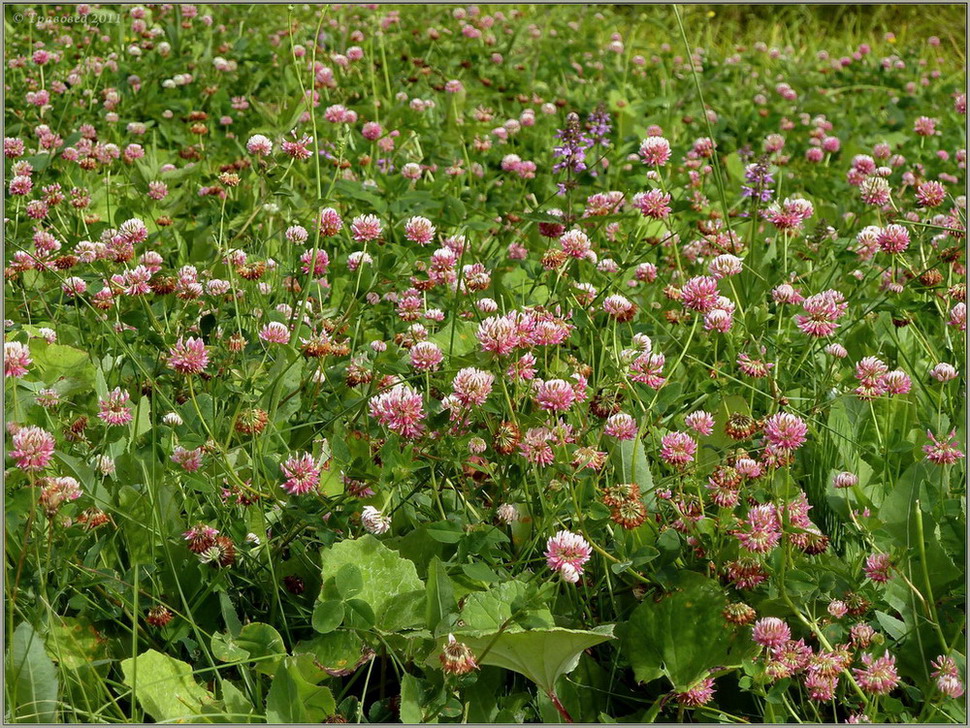 Image of Trifolium hybridum specimen.