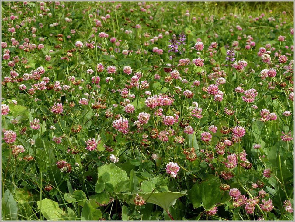 Изображение особи Trifolium hybridum.