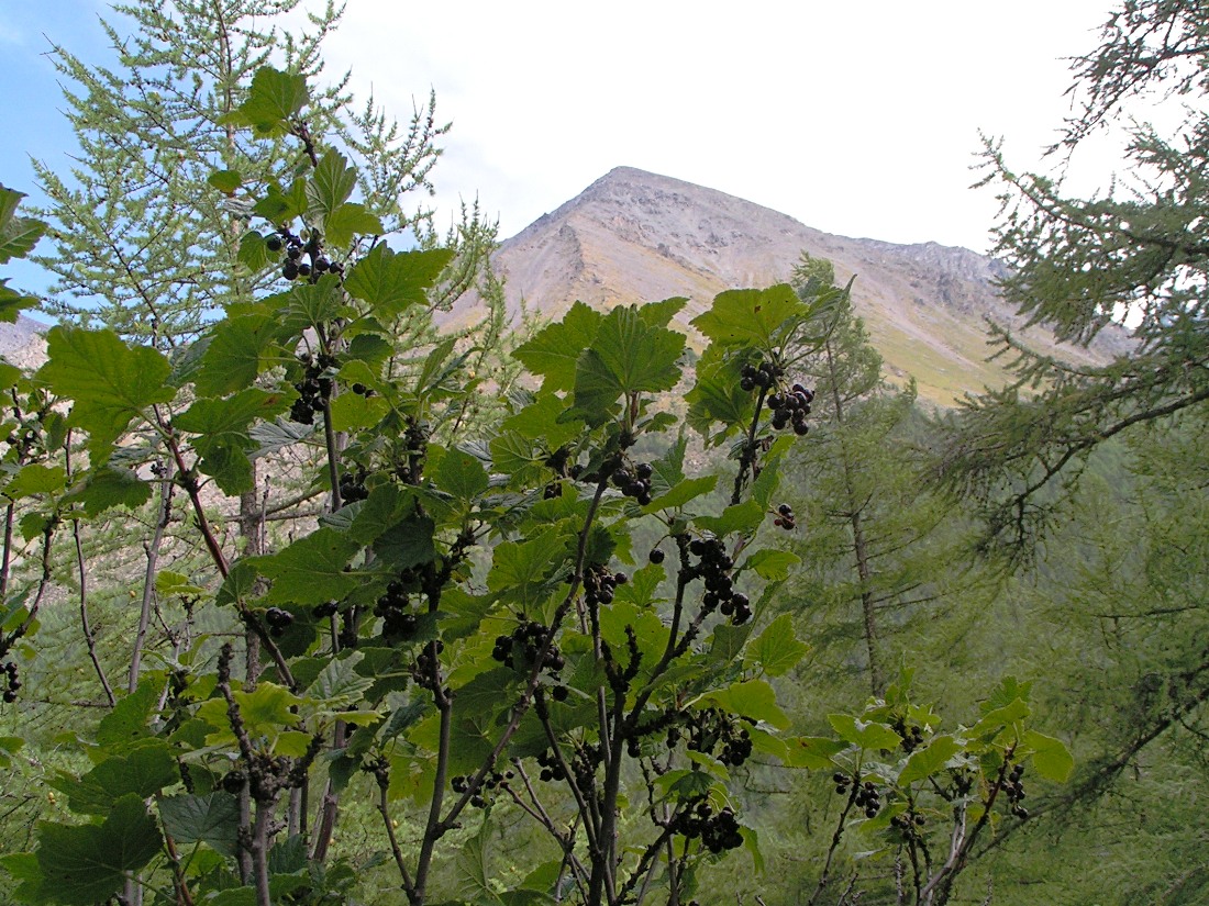 Image of Ribes altissimum specimen.