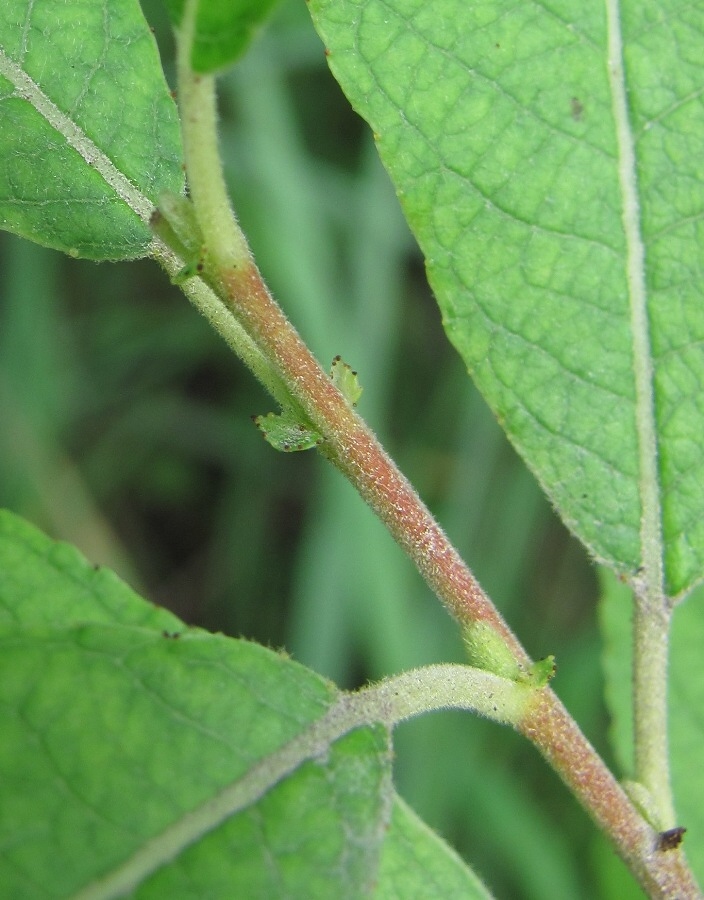 Image of Salix × ludificans specimen.