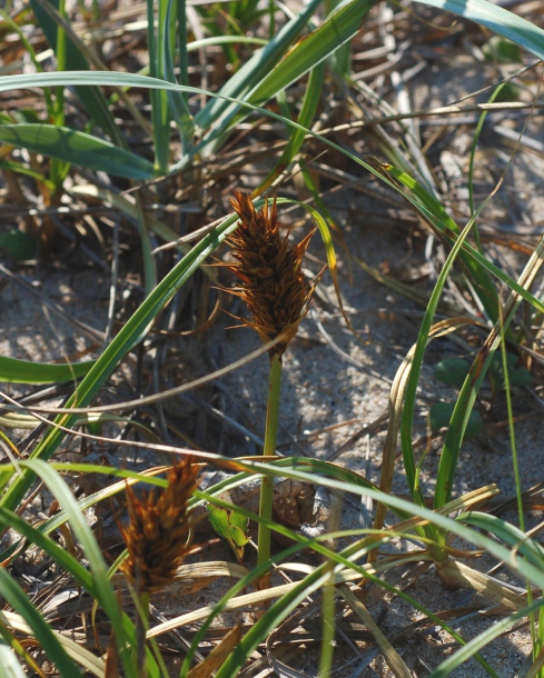 Image of Carex kobomugi specimen.