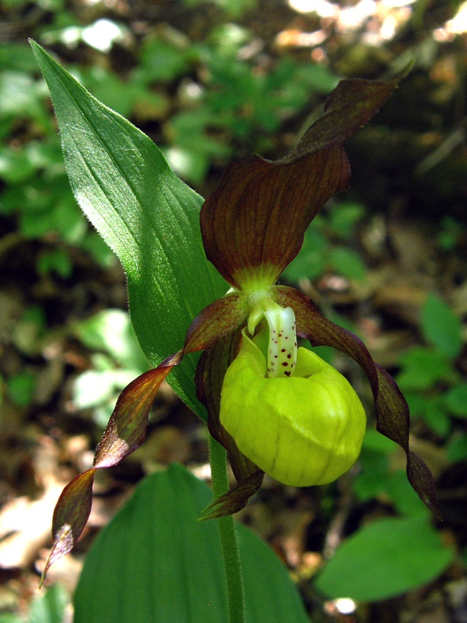 Изображение особи Cypripedium calceolus.