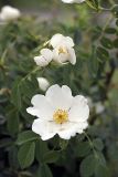 genus Rosa
