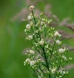 Conyza canadensis. Верхушка цветущего и плодоносящего растения. Московская обл., Раменский р-н, окр. дер. Хрипань, садовый участок. 08.07.2011.