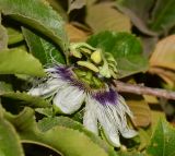 Passiflora edulis. Цветок. Израиль, Шарон, пос. Кфар Шмариягу, в культуре. 20.10.2013.