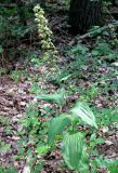 Epipactis helleborine. Цветущее растение. Крым, окр. с. Краснолесье, дубово-грабовый лес. 19 июля 2011 г.