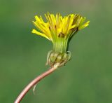 genus Taraxacum. Верхушка побега с соцветием. Казахстан, Алматинская обл., Райымбекский р-н, долина Караой (1940 м н.у.м.) западнее п. Сарыбастау. 10.05.2011.